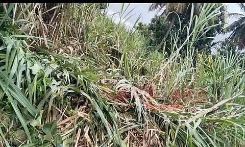 தாளவாடி அருகே கரும்பு தோட்டத்தில் புகுந்து யானைகள் அட்டகாசம்