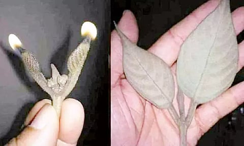 பாண்டவர் பட்டி