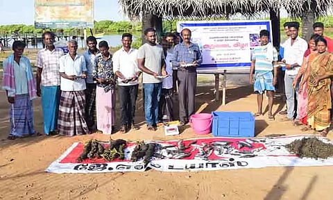 கொடுவா மீன், கடற்பாசி உற்பத்தி