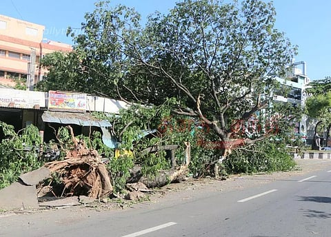 சூறைக்காற்றில் சாய்ந்து விழுந்த மரம்