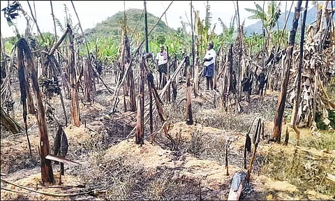 களக்காடு மலையில் பற்றிய காட்டுத்தீ விளைநிலங்களுக்கு பரவியது; 10 ஆயிரம் வாழைகள் கருகின