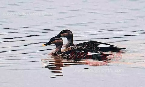 சிவகாசி பெரியகுளம் கண்மாய் மியாவாக்கி காட்டில் குவியும் பறவைகள்