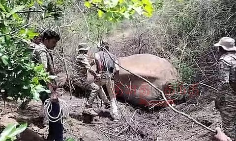 ராமநகரில் அட்டகாசம் செய்து வந்த காட்டு யானை பிடிபட்டது