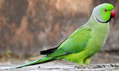 கிளிகள் பற்றிய தகவல்கள்