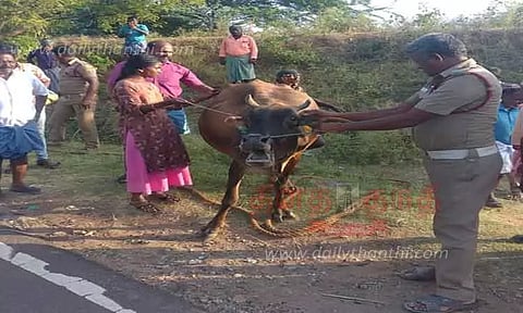 அந்தியூர் அருகே குழியில் விழுந்த பசுமாடு உயிருடன் மீட்பு