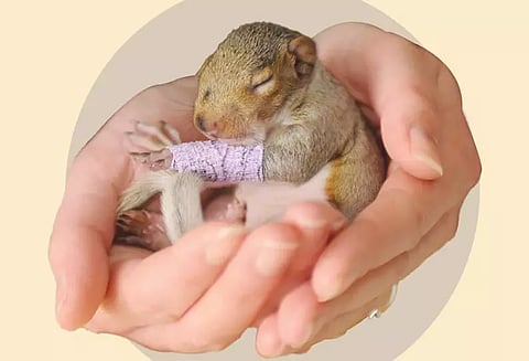 கைவிடப்பட்ட அணில் குட்டிகளை பராமரிக்கும் வழிகள்