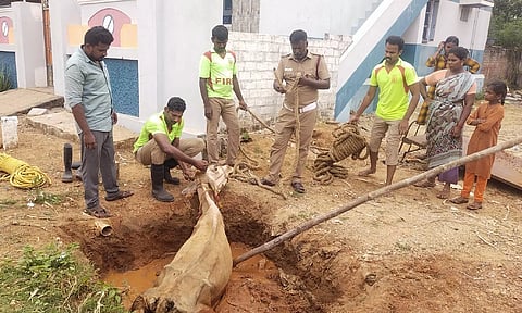 பள்ளத்தில் சிக்கிய பசு உயிருடன் மீட்பு