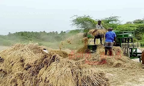 அறுவடை பணிகள் தீவிரம்