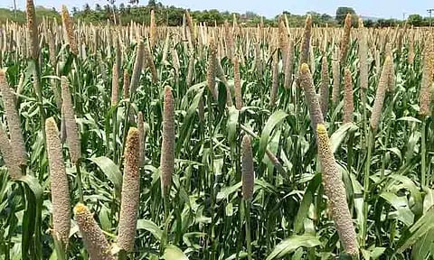 அறுவடைக்கு தயாரான கம்பு