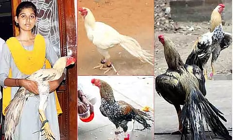 பாரம்பரிய இன சேவல் கண்காட்சி