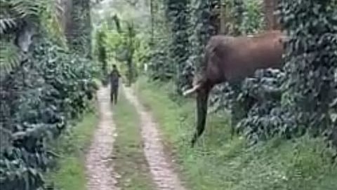 குஷால்நகர் அருகே ரோந்து பணியில் ஈடுபட்ட வனத்துறை ஊழியரை விரட்டிய காட்டுயானை