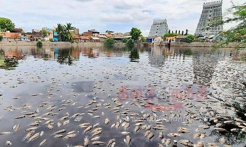 கோவில் குளத்தில் செத்து மிதந்த மீன்கள்