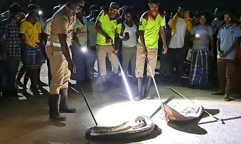 ஊருக்குள் புகுந்த மலைப்பாம்பு பிடிபட்டது