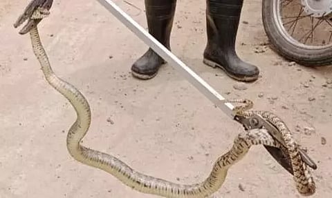 வீட்டிற்குள் புகுந்த சாரைப்பாம்பு பிடிபட்டது