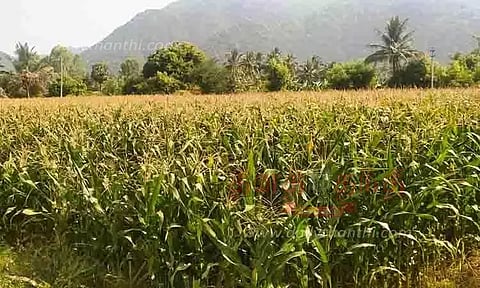 கதிர் முற்றும் நிலையில் மக்காச்சோள பயிர்கள்