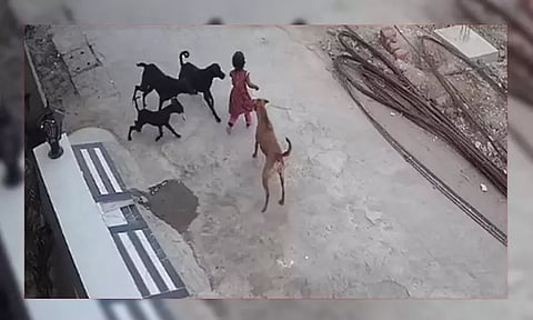 சிறுமியை கடித்து குதறிய நாய்கள்
