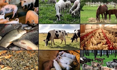 பேரிடர் காலங்களில் கால்நடைகளின் உயிரிழப்பை தடுக்கும் வழிமுறைகள்