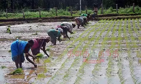 கிணற்று பாசன விவசாய பணிகள்