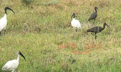 வயல் பகுதிகளில் இரை தேட குவிந்த பறவைகள்