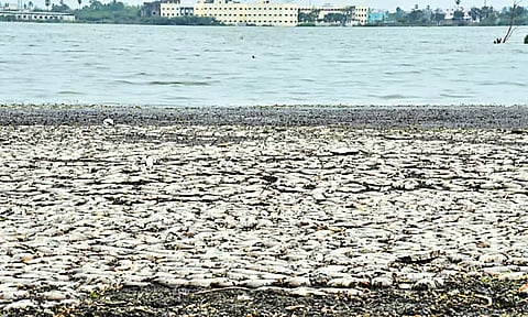 திருவள்ளூர் அருகே ஏரியில் செத்து மிதக்கும் மீன்கள் - துர்நாற்றத்தால் பொதுமக்கள் அவதி