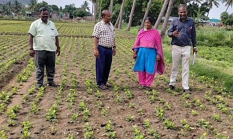மணிலா விதை பண்ணையில் அதிகாரி ஆய்வு
