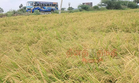 2-ம் போக நெற்பயிர் அறுவடைக்கு தயார்