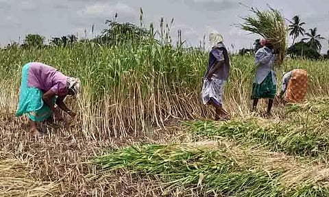 சோளப்பயிர் அறுவடை