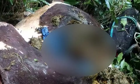 பசுமாட்டின் வயிற்றில் பிளாஸ்டிக் கழிவுகள்