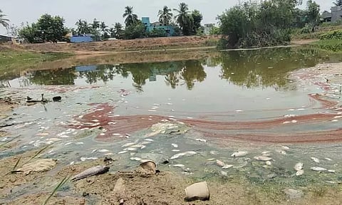 நாச்சியார் குளத்தில் மீன்கள் செத்து மிதந்ததால் பரபரப்பு