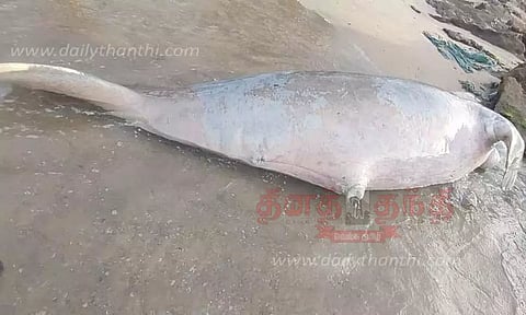 இறந்த நிலையில் கடல் பசு கரை ஒதுங்கியது