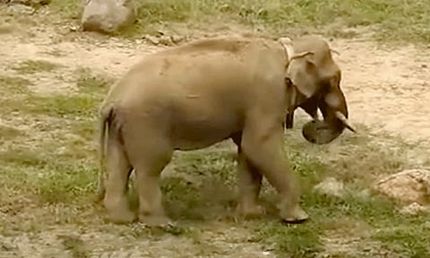 கோதையாறு வனப்பகுதியில் விடப்பட்ட அரிக்கொம்பன் யானைக்கு உடல்நலம் பாதிப்பு.!