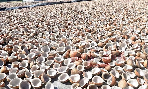 கோவை மாவட்டத்தில் ரூ.226 கோடிக்கு கொப்பரை தேங்காய் கொள்முதல்