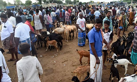 சிறுவாச்சூர் சந்தையில் ரூ.20 லட்சம் ஆடுகள் விற்பனை
