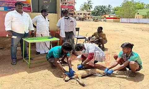 45 தெருநாய்களுக்கு தடுப்பூசி செலுத்தப்பட்டது