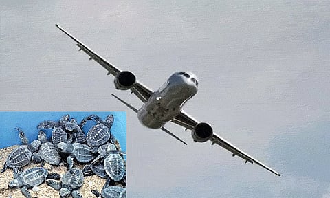 திருச்சிக்கு கடத்தி வந்த ஆமை குஞ்சுகள் மீண்டும் விமானம் மூலம் மலேசியாவுக்கு அனுப்பி வைப்பு