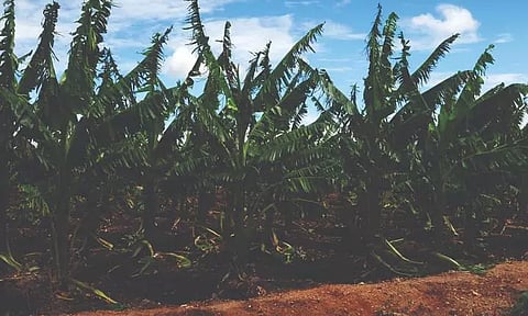 சூறாவளி காற்றில் இருந்து தப்பிக்க வாழைகள் கயிறுகளால் கட்டப்பட்டுள்ளன