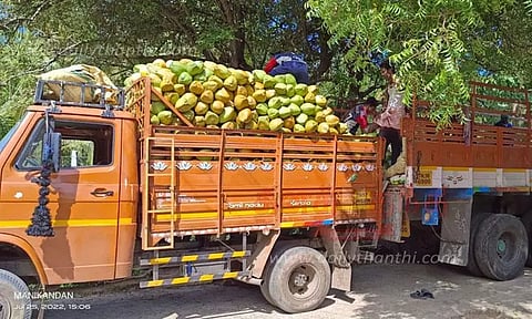 நோய் தாக்குதலால் தென்னையில் விளைச்சல் பாதிப்பு