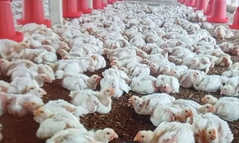 மீன்கள் வரத்து அதிகரிப்பால் கறிக்கோழி விலை குறைந்தது