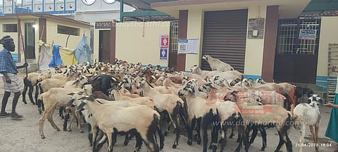 நாகூரில், விற்பனைக்காக குவியும் செம்மறி ஆடுகள்