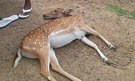 கார் மோதி மான் செத்தது