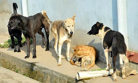 தெரு நாய்கள் தொல்லை