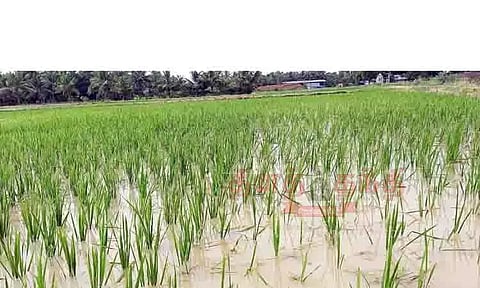 குறுவை சாகுபடிக்கு நாற்று நடவு பணிகள் மும்முரம்