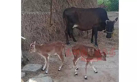 2 கன்றுகளை ஈன்ற பசு