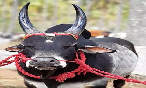 காங்கேயம் காளை மாடு ஜோடி ரூ.2 லட்சத்துக்கு விற்பனை