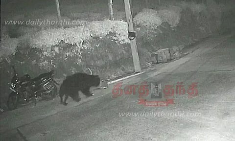 குடியிருப்பில் கரடி நடமாட்டம்