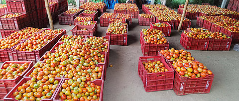 தக்காளி விலை கிடு, கிடு உயர்வு; ஒரு கிலோ ரூ.100-க்கு விற்பனை