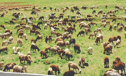 பக்ரீத் பண்டிகையையொட்டி ஆடுகள் விற்பனை அதிகரிப்பு
