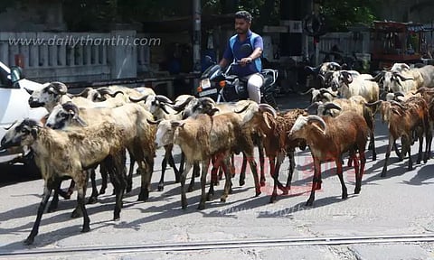 பக்ரீத் பண்டிகைக்கு விற்பனைக்கு வந்த ஆடுகள்