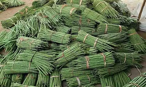 அரவக்குறிச்சி பகுதியில் முருங்கைக்காய் கிலோ ரூ.20-க்கு விற்பனை