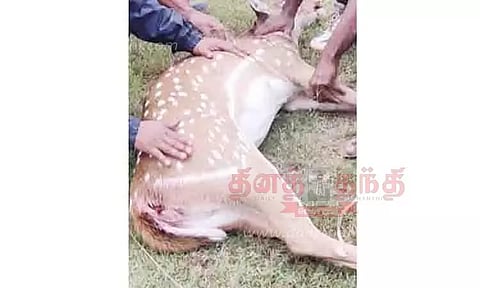 கிணற்றில் இறந்து கிடந்த புள்ளிமான்